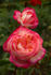 Rina Herholdt rose photo