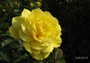Rose Yokohama rose photo