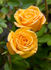 Golden Horizon ™ rose photo