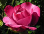 Marie Osmond rose photo