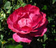 Marie Osmond rose photo