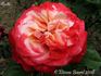 Axelle rose photo