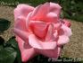 Château de Chenonceaux rose photo