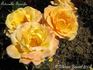 Antonella Fineschi rose photo