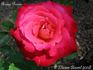 Rouge Pineau rose photo
