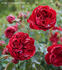 Imperial Palace ® rose photo