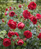 Imperial Palace ® rose photo