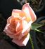 Sweet Revenge rose photo