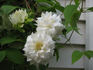 Duchess of Edinburgh clematis photo