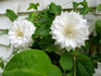 Duchess of Edinburgh clematis photo