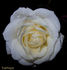 Fairhope rose photo