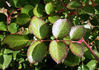 Elizabeth Bowers rose photo