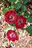 Wonderful News rose photo