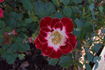 Wonderful News rose photo
