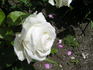 Blanche Comète rose photo