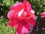 <i>Rosa kordesii</i> H. Wulff rose photo