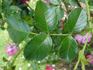 <i>Rosa kordesii</i> H. Wulff rose photo