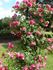 <i>Rosa kordesii</i> H. Wulff rose photo