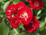 Roussillon Nirpaysage rose photo