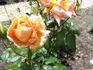 Journey's End rose photo