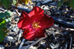 Hester Prynne rose photo