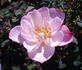 Halo Dolly rose photo