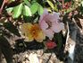 Rayon Butterflies rose photo