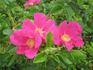 Wild Berry Breeze ™ rose photo