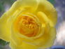 Golden Angel rose photo