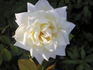 Pacesetter rose photo