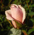 Smoke Signals rose photo