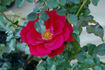 Alrlington - 078076 rose photo