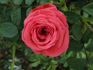 Dick Koster Fulgens rose photo