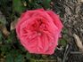 Paddy McGredy rose photo