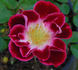 Wonderful News rose photo