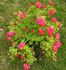 Viking rose photo
