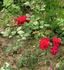 Syr rose photo