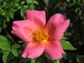 Colette Clémente rose photo