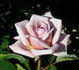 Smoke Signals rose photo