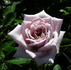 Smoke Signals rose photo