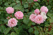 Australia Felix rose photo