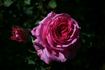 Mother Freedom rose photo