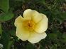 Wild Flower rose photo