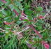 Curiosity rose photo