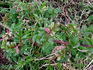 Curiosity rose photo
