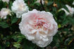 Edith de Murat rose photo