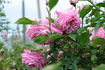 Bengale Animating rose photo
