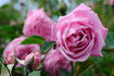 Bengale Animating rose photo