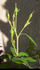 NESXHER rose photo