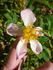 NESXHER rose photo
